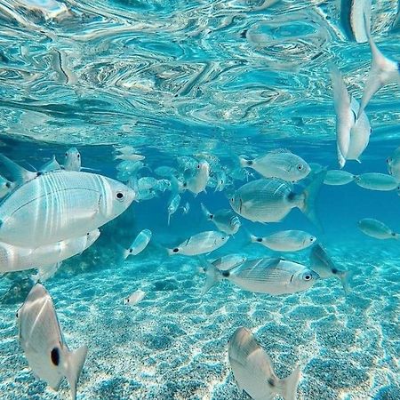 El Playaiso De Aguamarga Leilighet Agua Amarga  Eksteriør bilde