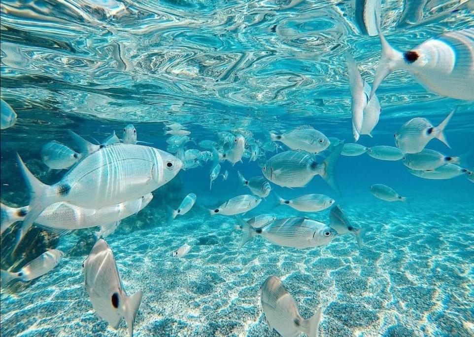 El Playaiso De Aguamarga Leilighet Agua Amarga  Eksteriør bilde